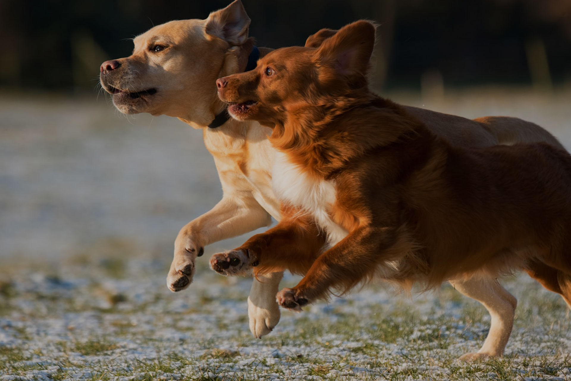 Boarding Rates Barking Oaks Pet Resort & Spa.